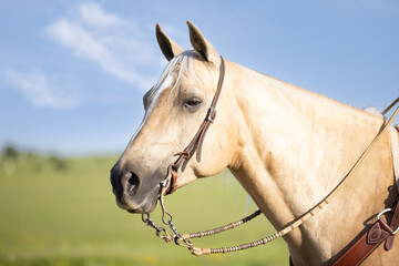 Palomino Quarter horse in western tack in a field of yellow flowers