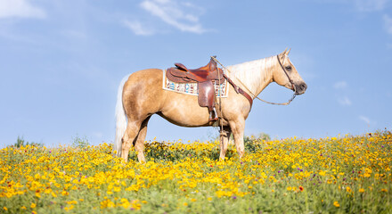 Palomino Quarter horse in western tack in a field of yellow flowers