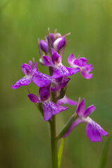 Purple Bog orchid (Orchis palustris, Anacamptis palustris subsp robusta), inflorescence. Sassari, Sardinia, Italy