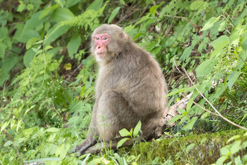 草むらに座るニホンザル