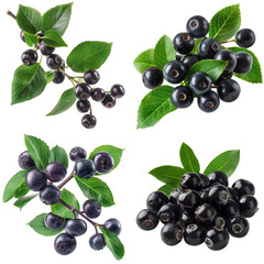 Photo of Maqui Berry herb, Asian herbs, isolated on transparent background.