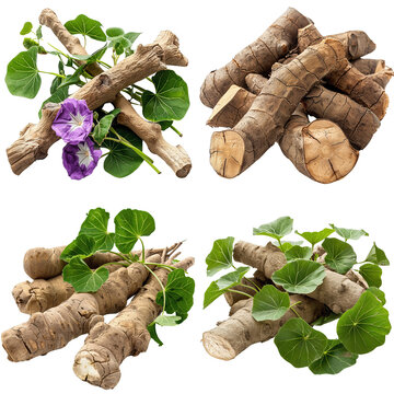 Photo of Pueraria Mirifica herb, Asian herbs, isolated on transparent background.