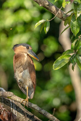 Garza cucharona
