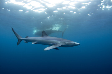 Pelagic blue sharks are looking for food on the open ocean. Blue shark near the carcass of the...