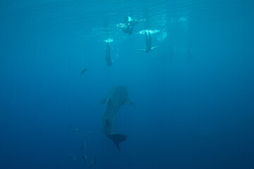 People snorkeling with whale shark in beautiful blue sea
