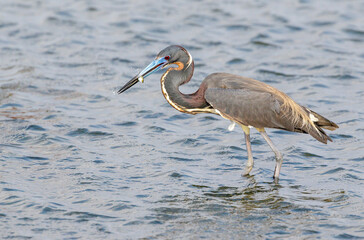 Tricolored heron (Egretta tricolor) eating a little caught fish, Galveston, Texas, USA.
