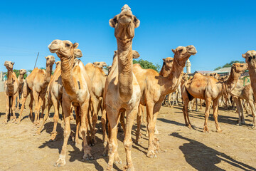 Lots of camels standing for a sale on Hargeisa livestock market, Somaliland