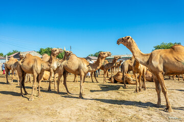 Fototapeta premium Lots of camels standing for a sale on Hargeisa livestock market, Somaliland