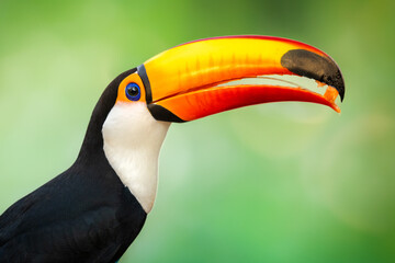 Fototapeta premium Tucán Totco