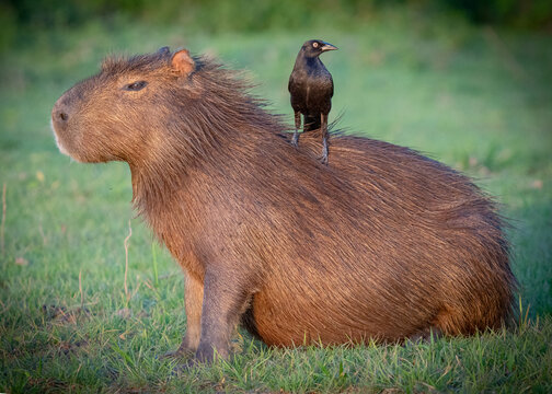 Capibara y su amigo