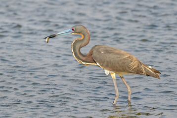 Tricolored heron (Egretta tricolor) eating a little caught fish, Galveston, Texas, USA.