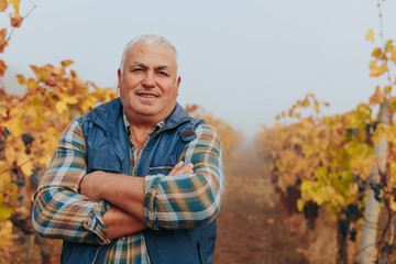Vineyard Exploration Senior Winemaker Amidst Autumnal Grapes.