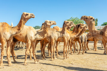 Lots of camels standing for a sale on Hargeisa livestock market, Somaliland