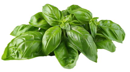 Fresh organic basil leaves., isolate on white background