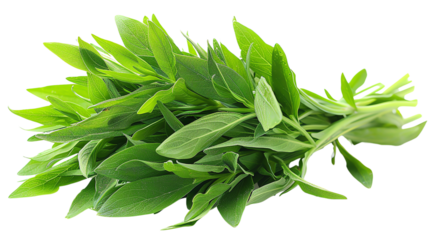 Fresh sage leaves isolated on white background.