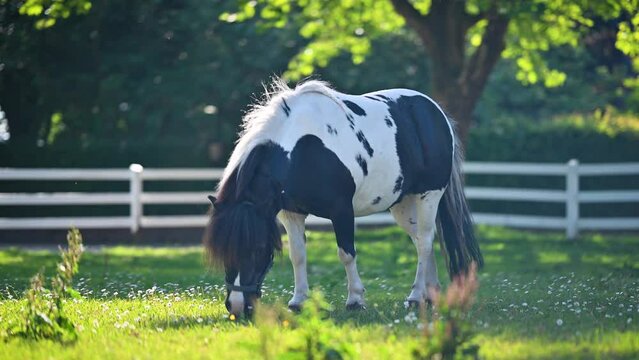 Shetland pony grazing on green meadow with white daisy flowers. Shetland pony with a lush mane, grazing on a sunlit meadow with swishing tail warding off flies in background softly bluered green tree 
