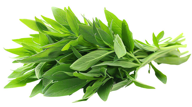 Fresh sage leaves isolated on white background.