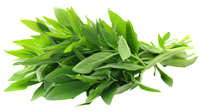 Fresh sage leaves isolated on white background.