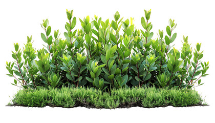 Green bushes and grass.