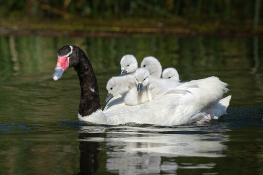 Familia cisne