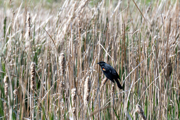 Red Wing Black Bird and Patienc
