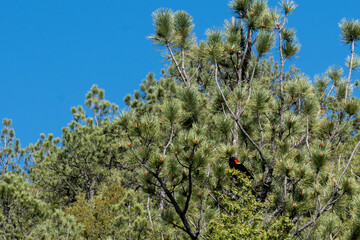 Red Wing Black Bird Resting in Tree