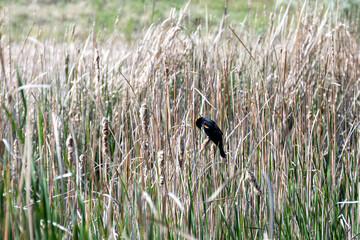 Red Wing Black Bird Praying