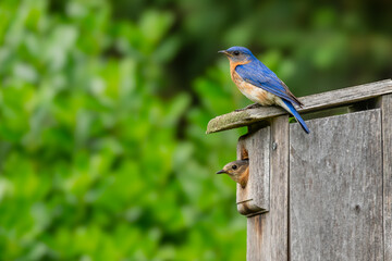 Bluebird Parents resting on a birdhouse