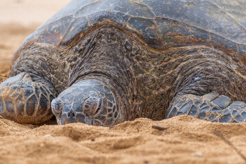 Closeup of sea turtle sleeping on sandy beach