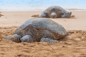 Sea turtles basking in the sun on a tropical beach