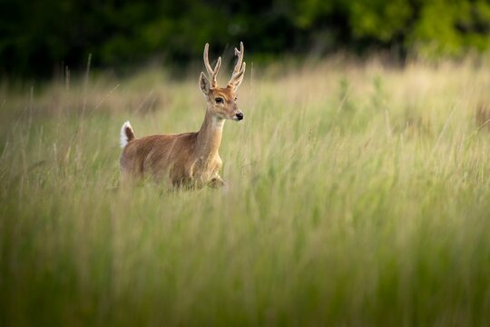 Venado de las pampas