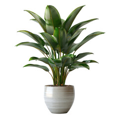 A potted plant, separated from the background, with the background removed. Concept of nature and growth. Generative Ai.