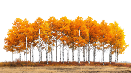 The image shows a beautiful forest with a lot of tall trees with yellow leaves in the fall. The ground is covered with dry grass. The sky is blue with some white clouds.