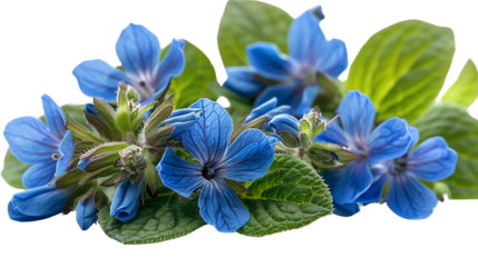 The image shows a close-up of blue borage flowers with green leaves