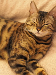 lovely bengal cat on a soft pink blanket close up of face and eyes 