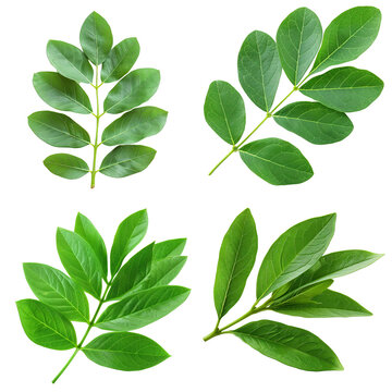 Photo of Senna Leaf herb, Asian herbs, isolated on transparent background.