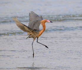 Reddish egret (Egretta rufescens) hunting in the surf, shallow water along the ocean coast, Galveston, Texas, USA.