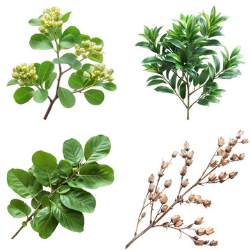 Photo of Silk Tree herb, Asian herbs, isolated on transparent background.