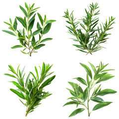 Obraz premium Photo of Tea Tree herb, Asian herbs, isolated on transparent background.