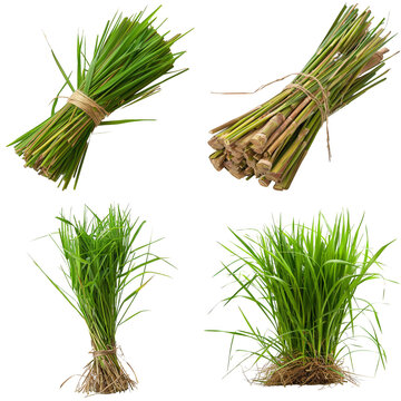 Photo of Vetiver herb, Asian herbs, isolated on transparent background.