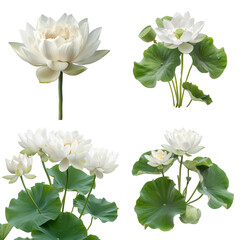 Fototapeta premium Photo of White Lotus herb, Asian herbs, isolated on transparent background.