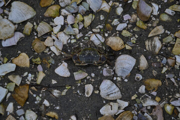 Crab in a field of  sea shells