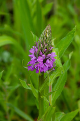 Prunella vulgaris.One beautiful flower.Wild wild flowers of the Netherlands.Honey-bearing herbs.
