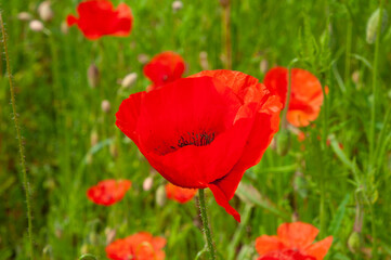 Naklejka premium One beautiful red poppy on the field