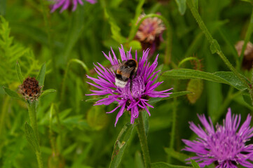 Bee on a lilac flower. Brown cornflower (Centaurea jacea). Lilac wildflower. Honey flowers. Preservation of the bee population.