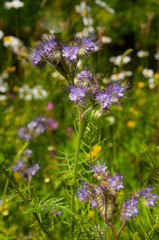 Fototapeta premium Phacelia (lat. Phacelia). Lilac wildflower. Honey flower.