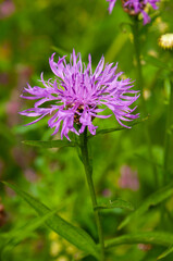 Brown cornflower (Centaurea jacea). Lilac wildflower. Honey flowers. Preservation of bee populations.