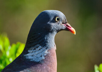 pigeon