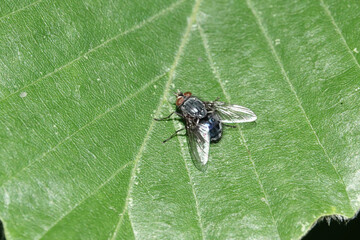 A large fly resting on a leaf