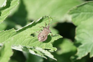 Dock Bug (Coreus marginatus)